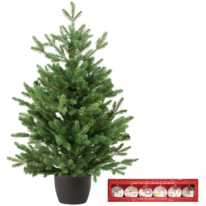 Real and Live Christmas Tree 2/3 ft with Light-Up Gin Liqueur Baubles Hamper Gift Box