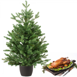 Real and Live Christmas Tree 2/3 ft with Whole British Goose Hamper Gift Box